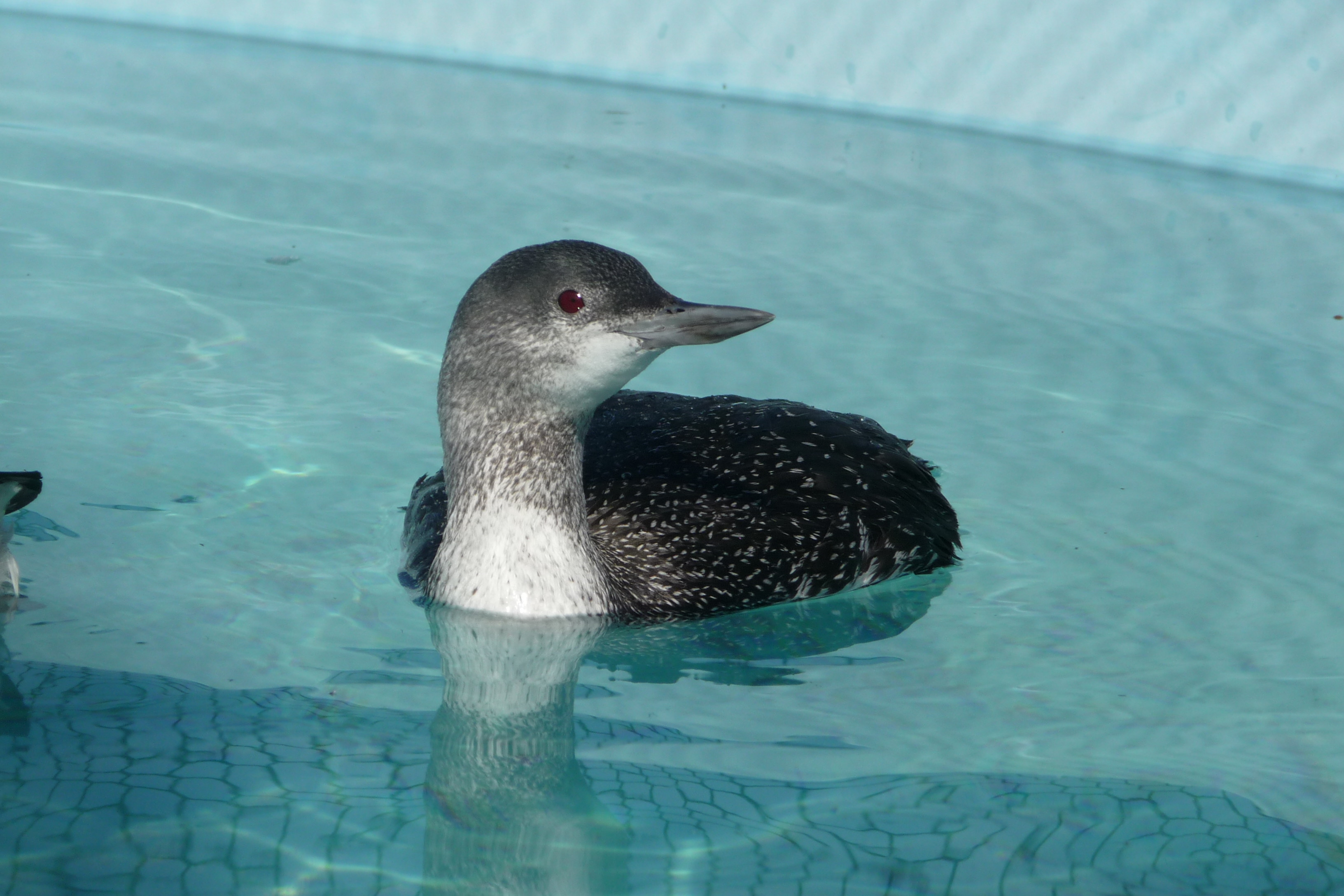 Common Loon